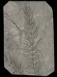 Pennsylvanian Horsetail (Asterophyllites) Fossil - France #51105-1